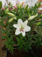 [3454 Sedano No101.JPG]